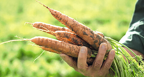 A hand holds freshly harvested carrots with green tops against a blurred green background.