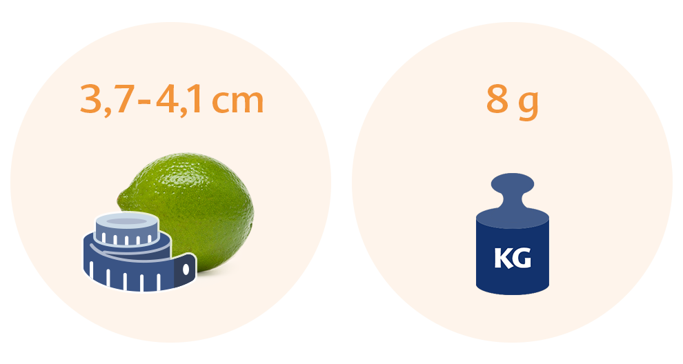 Two circles with text and illustrations. the left circle has text indicating a size range of 3.7-4.1 cm and an illustration of a lime with a measuring tape. the right circle has text indicating a weight of 8 g and an illustration of a weight scale with a label that reads kg.
