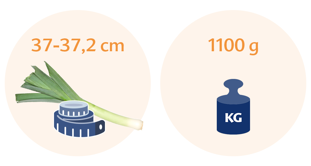 Two circles with text and illustrations. The left circle has text indicating a height range of 37-37.2 cm and an illustration of a spring onion and a measuring tape. The right circle has text indicating a weight of 1100 grams and an illustration of a weighing scale with a label of KG.