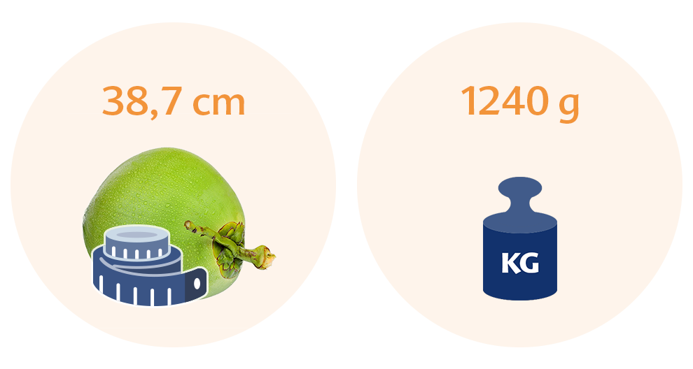 Two circles contain a green fruit with a stem and a blue weighing scale, with measurements in centimeters and kilograms respectively.