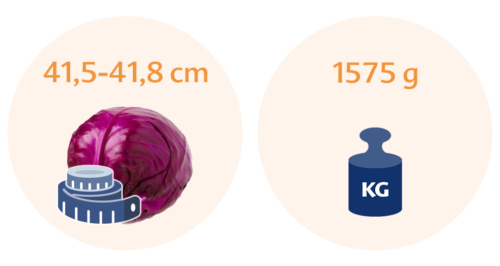 Two circles, each with a distinct illustration and text. The left circle has a purple cabbage and a measurement range of 41.5-41.8 cm, while the right circle features a blue weighing scale with a weight of 1575 grams and a label of KG.