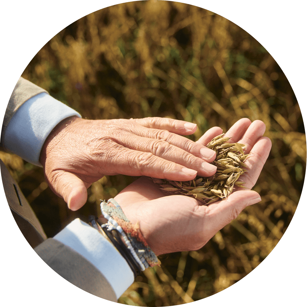A hand holds grains against a field backdrop.